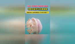 海洋短视频,短视频带你领略蔚蓝之美