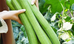 吃瓜爆料问题怎么解决的,揭秘网络舆论的冷静应对策略