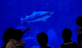 海洋短视频,短视频带你领略蔚蓝之美