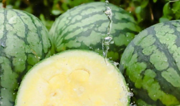 黑瓜吃料每日最新爆料166,揭秘166背后的惊人真相