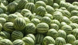 阳江吃瓜爆料事件真相,揭秘背后真相，还原事件全貌