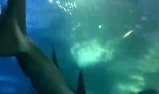 海洋高清短视频,高清短视频中的深海秘境探秘