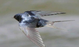 吃瓜爆料老燕子是谁,吃瓜爆料界神秘人物“老燕子”的真实身份