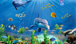 海底世界短视频下载,短视频带你领略海底世界之美