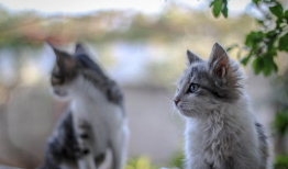 块猫短视频,趣味横生的创意瞬间，带你领略网络潮流魅力