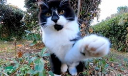 块猫短视频,趣味横生的创意瞬间，带你领略网络潮流魅力