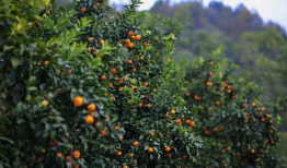 柑橘短视频,短视频中的酸甜时光