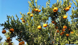 柑橘短视频,短视频中的酸甜时光