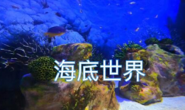 海洋高清短视频,高清短视频中的深海秘境探秘