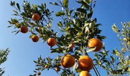 柑橘短视频,短视频中的酸甜时光